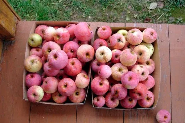 сбор урожая яблони Солнышко16