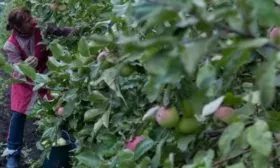 особенности яблони Синап северный