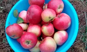 сбор яблони Пепин шафранный13