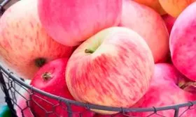 сбор яблони Розовый Налив14