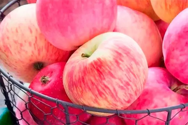 сбор яблони Розовый Налив14