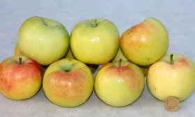 сбор яблони Синап Орловский11