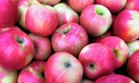 Сбор Яблоня Флорина13