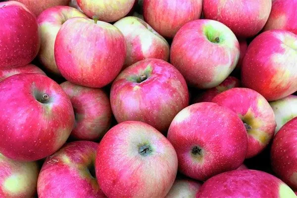 Сбор Яблоня Флорина13