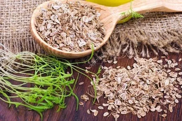 семена укропа Гренадёр