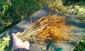 Семенной подвой Яблоня Медуница