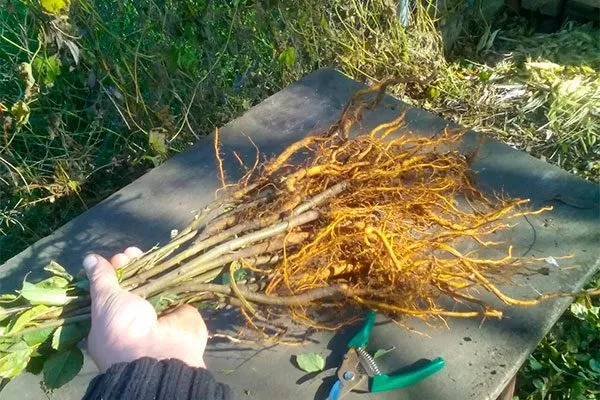 Семенной подвой Яблоня Медуница