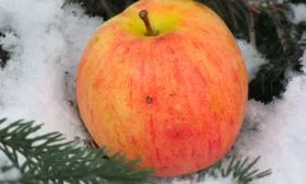 Шафран саратовский