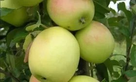 Синап северный - характеристика плодов