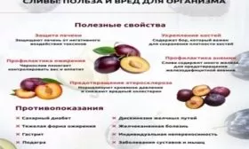 польза сливы Скороплодной