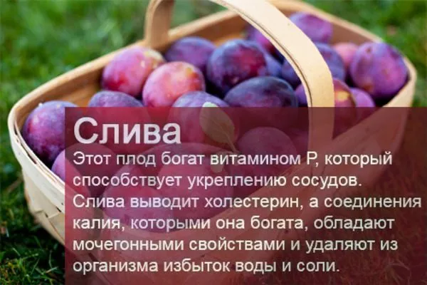 чем полезна слива Скороплодная