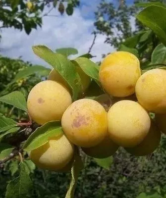 Слива Светлячок на главную