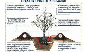 Особенности посадочных работ Яблоня устойчивое
