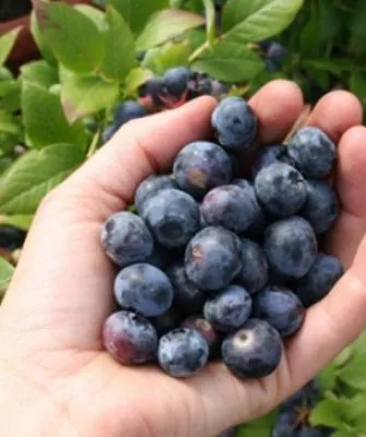 ягоды сорта Топ Хат