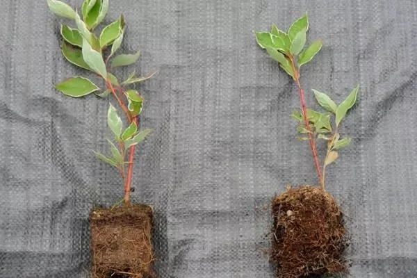 саженцы черники Топ Хат с закрытыми корнями