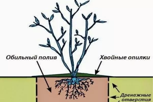 полив черники Топ Хат