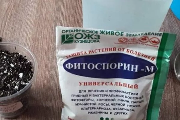 Фитоспорин помогает спасти чернику от грибкового поражения