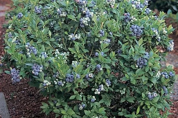 кусты черники Топ Хат