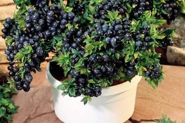 выращивание черники Топ Хат в горшках