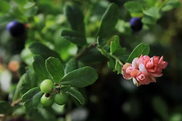 цветение черники Топ Хат