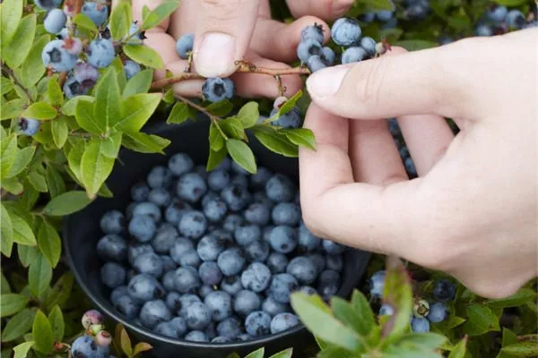 черника Топ Хат