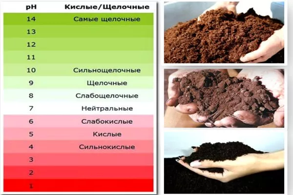 какие почвы любит черника Топ Хат