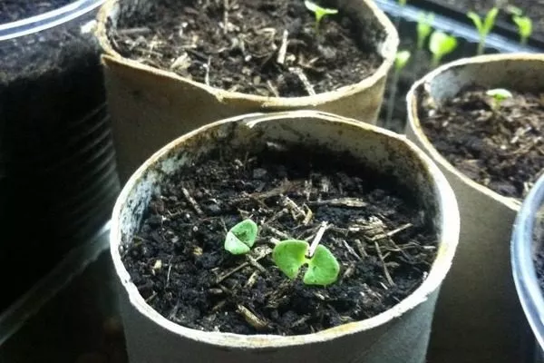 выращивание черники Топ Хат из семян