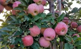 созревание Яблоня Флорина14