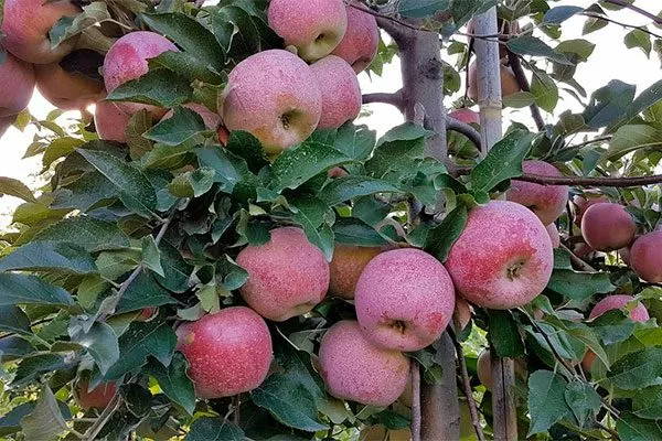 созревание Яблоня Флорина14