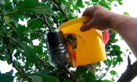 Способ использования воздушных отводков яблони Алеся