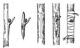 Способ прививки-окулировки яблони Алеся