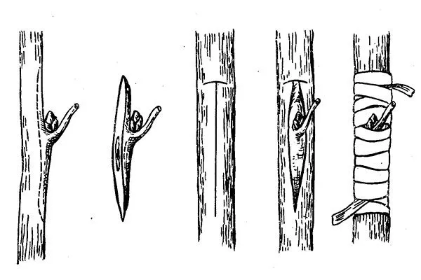 Способ прививки-окулировки яблони Алеся
