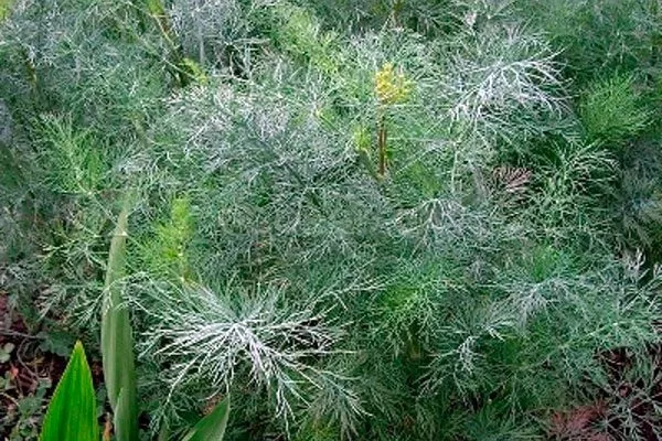 Сроки созревания укропа Мамонт10