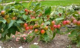 Стелющийся (стланцевый) яблони Пепин шафранный14