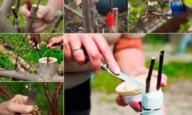 Техника прививки на пеньке яблони Алеся