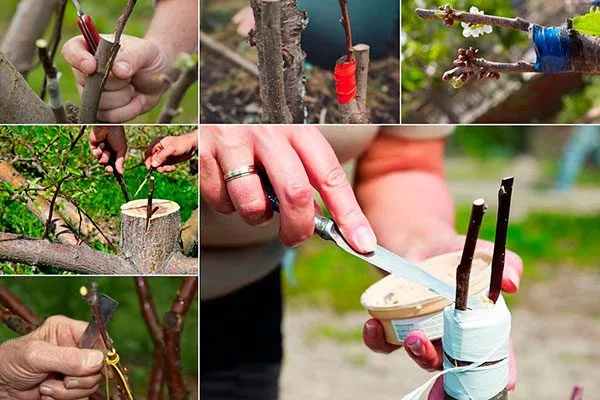 Техника прививки на пеньке яблони Алеся