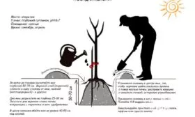 Технология и схемы посадки яблони Солнышко18
