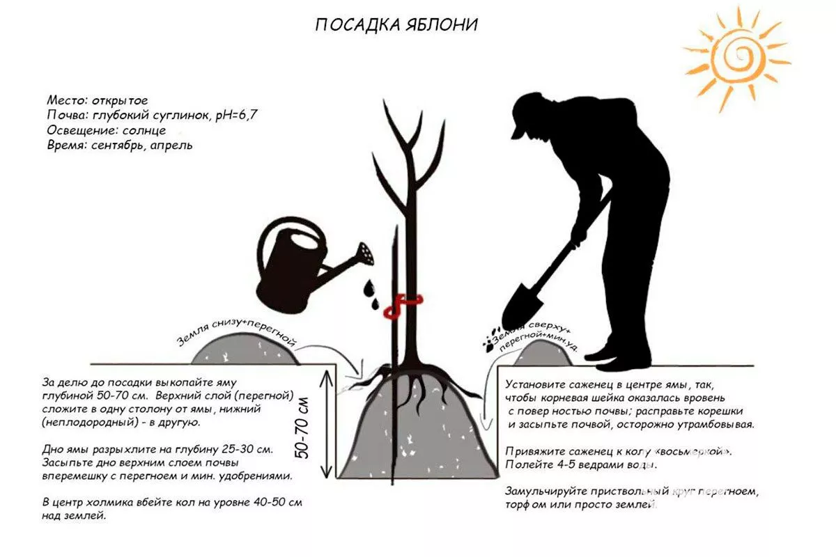 Технология и схемы посадки яблони Солнышко18