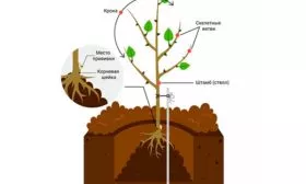 Технология посадки саженцев Коричное полосатое
