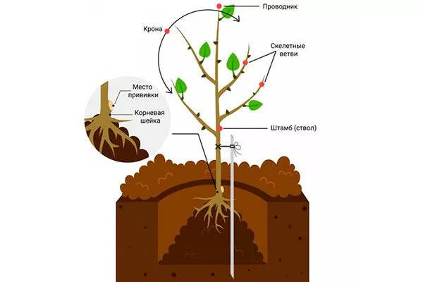 Технология посадки саженцев Коричное полосатое