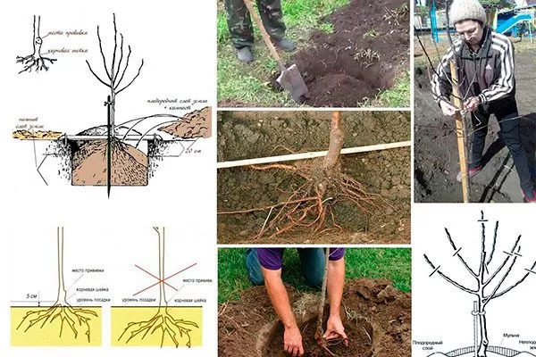Технология посадки яблоня Чемпион
