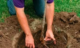 Технология посадки яблоня Елена