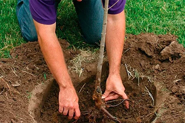 Технология посадки яблоня Елена