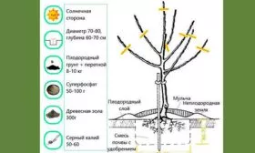 Технология проведения посадочных работ Яблоня Флорина15