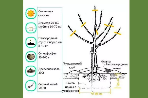 Технология проведения посадочных работ Яблоня Флорина15