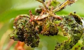 тля на листьях яблони Останкино