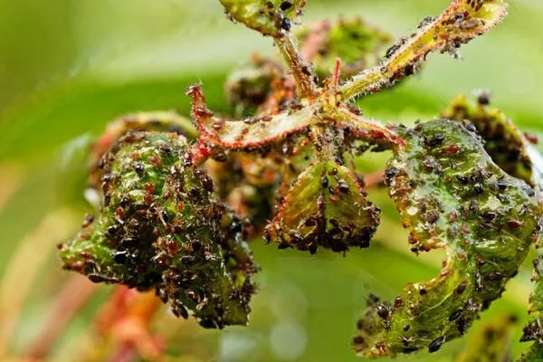 тля на листьях яблони Останкино