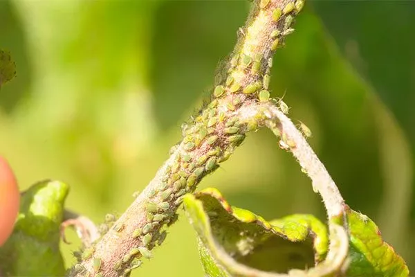 тля на яблоне васюган