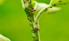 Тля Яблоня Медуница