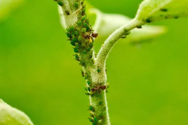 Тля Яблоня Медуница